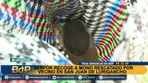 Serfor recoge a monito rescatado por vecino de SJL tras denuncia de Buenos Días Perú