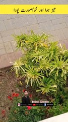 Strong wind and Beautiful Plant  l Mazar e Quaid l Imran Zaman