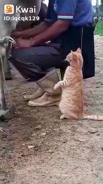 Ce chat attend son verre de lait... de lait frais