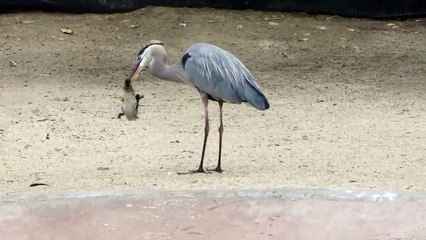 Un héron gobe un canard entier et vivant... miam