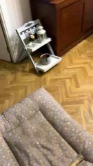 La vadrouille bloque la sortie du chien