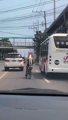 Un chiot monte en tant que passager à vélo