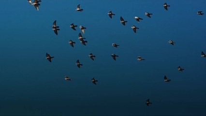 Solar Storms May Impact Bird Migration, Study Suggests