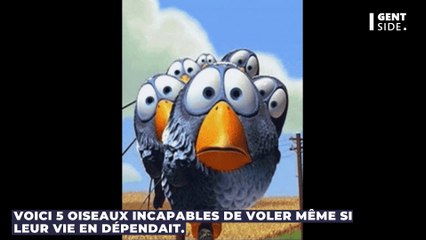 Voici 5 oiseaux incapables de voler même si leur vie en dépendait
