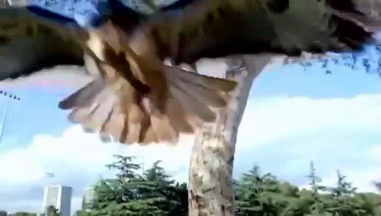 Manimal capitulo 1