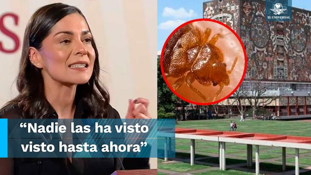 “Plaga de desinformación”: García Vilchis dice que es falsa la plaga de chinches en México