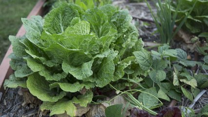8 Tasks You Shouldn't Skip When Winterizing Your Vegetable Garden