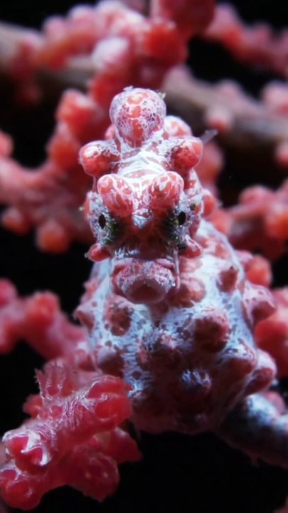 Beneath the waves, Allah's artistry shines| 