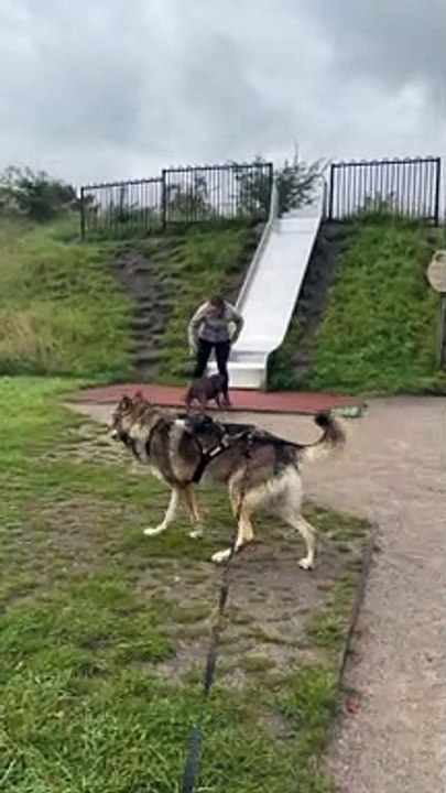 Dog Plays Hard On Slide