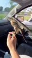Falcon Flies Along With Driver