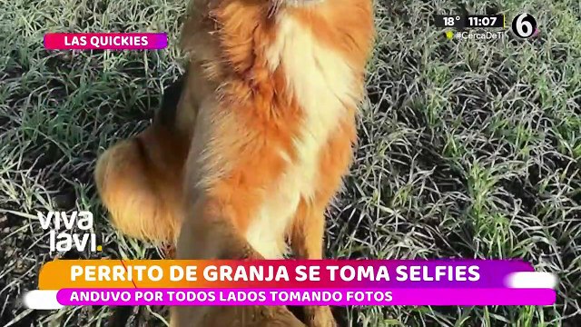 Perrito aprendió a tomarse selfies y estas son sus mejores fotos