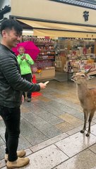 Japanese Deer Bows Before Cakes