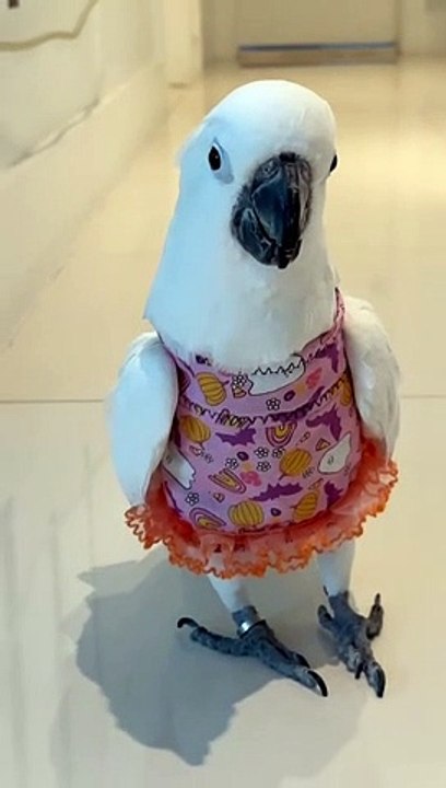 Défilé de cacatoès