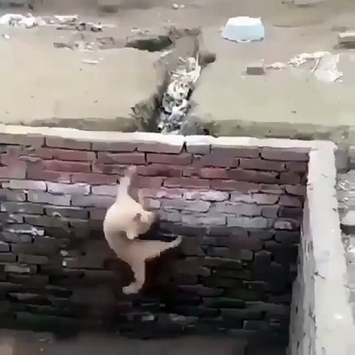 DOG WANT JUMPIMG FLOOR