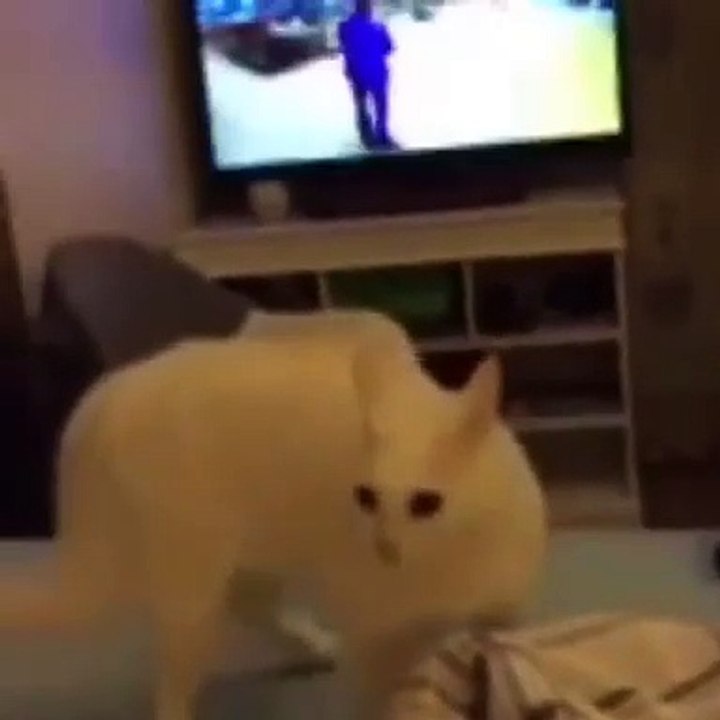 I THINK CAT IS DRANK