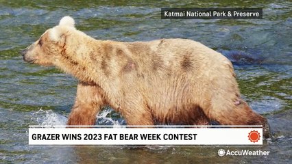 Meet your winner of the 2023 Fat Bear Week Contest