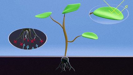 Glyphosate : Fonctionnement et Débat sur son Renouvellement en Europe 🌱