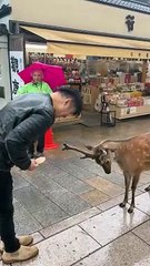 Japanese Deer Bows Before Cakes