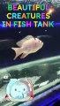 Beautiful Colourful Fishes Creatures in Tank #shorts #fish (1)