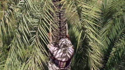 Amazing Quest - Stories from Oman - Somewhere on Earth