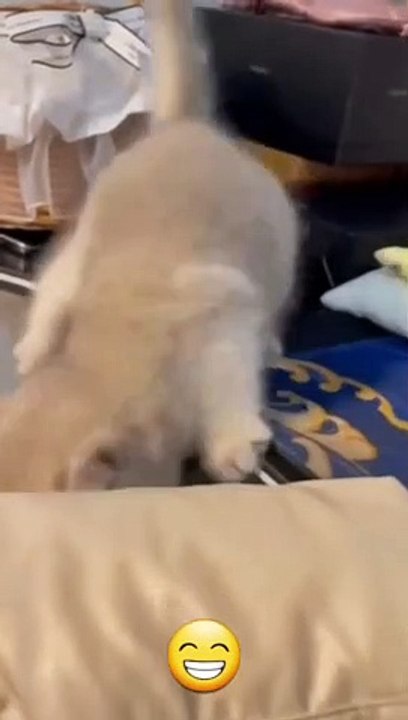 Funny cat videos  cute cats  Try not to laugh  Cat videos Compilation