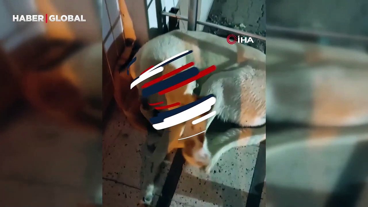 Üşüyen yavru sokak kedisi, uyuyan köpeğin kucağına böyle girdi: 'Ona asla zarar vermedi'