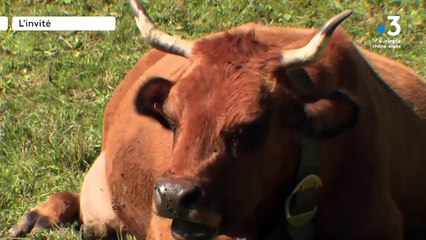 Maltraitance animale : "Ce n'est pas un problème minime" en Isère et en France, assure l'association OABA