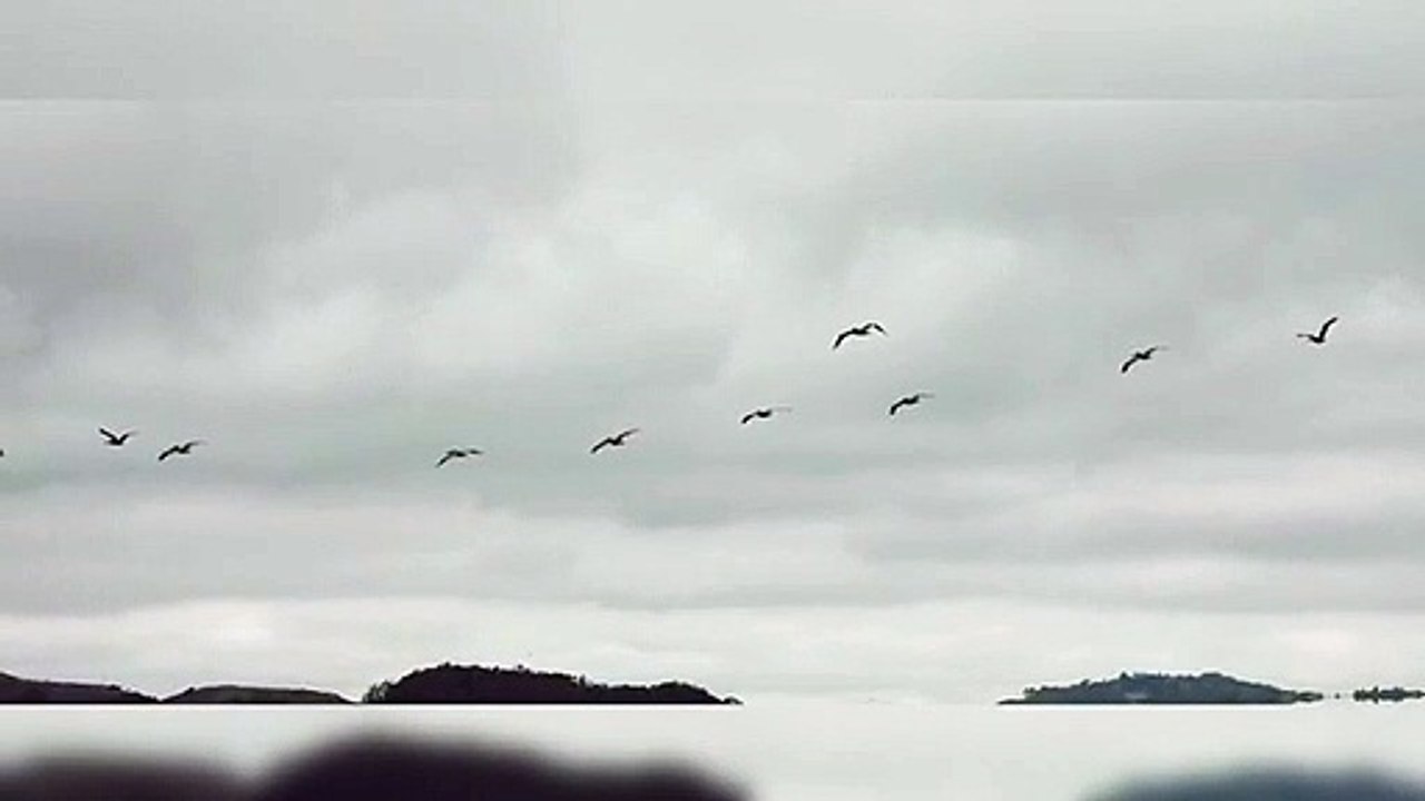eagle video