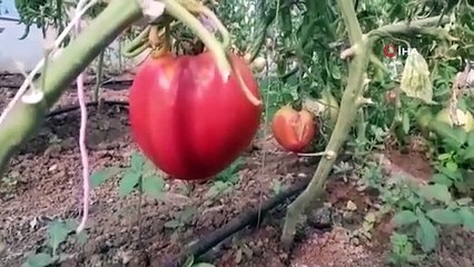 Hobi olarak başlamıştı ama... Gören hormonlu sansa da altında ata tohumu var
