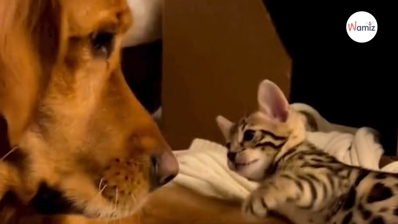 Hund bekommt vier Kätzchen vorgesetzt: Familie wird klar, was zu tun ist (Video)