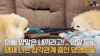 '아빠 양말은 내꺼라고!'.. 양말을 사이에 두고 냄새 나는 삼각관계