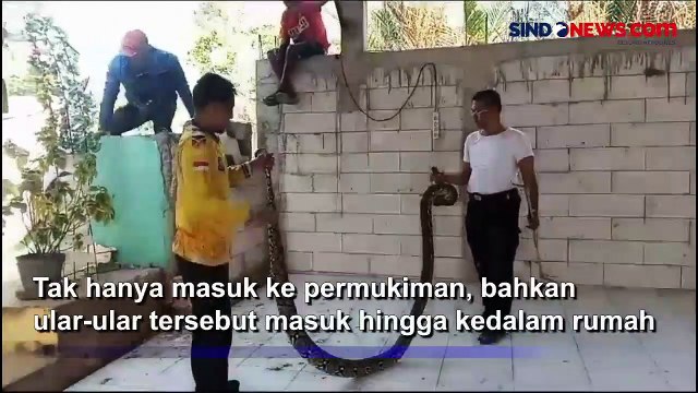 Teror Ular Besar Masuk ke Permukiman Tuban, Warga Resah