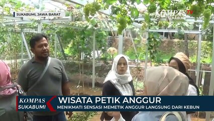 Menikmati Sensasi Memetik Anggur Langsung Dari Kebun