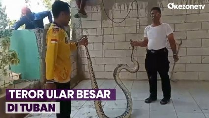 Warga Tuban Resah karena Teror Ular Besar Masuk ke Permukiman