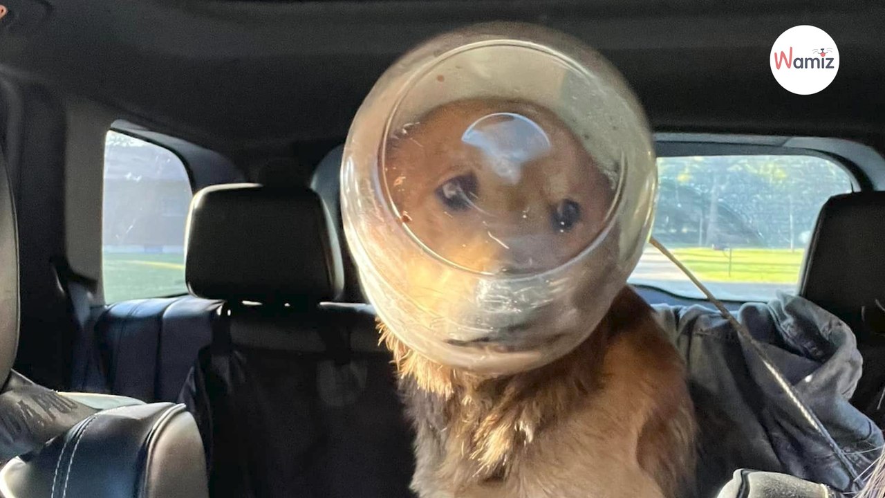 Affamé, ce chien errant s'est coincé la tête da...