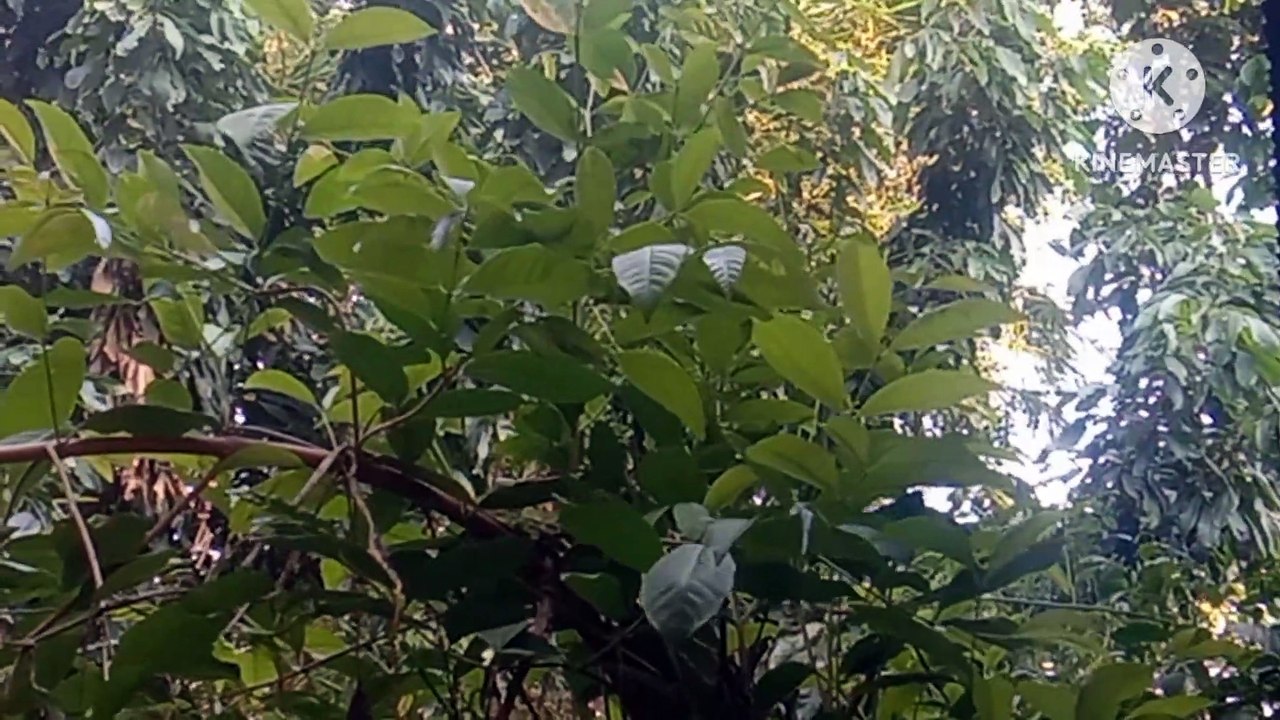 Daun salam obati asam urat