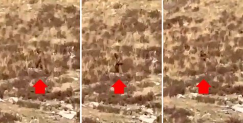Une vidéo capture le moment où le "Bigfoot" s'assoit et regarde les passagers d'un train au Colorado.