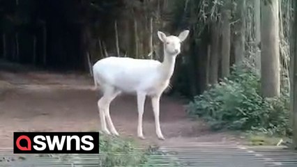 Woman has 'fairytale' experience after spotting rare white deer