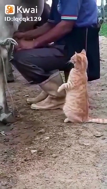 Ce chat attend son verre de lait... de lait frais