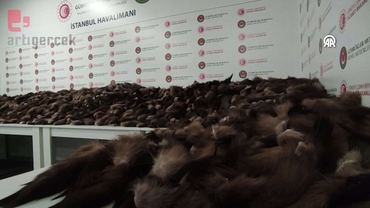 İstanbul Havalimanı'nda 10 bin 300 tilki kuyruğu ele geçirildi