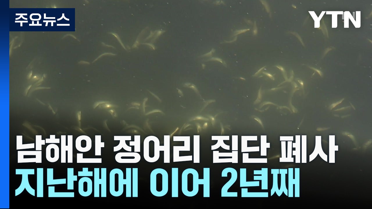 남해안에서 또 정어리 집단 폐사..."원인 분석 중" / YTN
