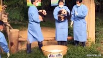 Le gemelline di panda Rui Bao e Hui Bao fanno impazzire la Corea