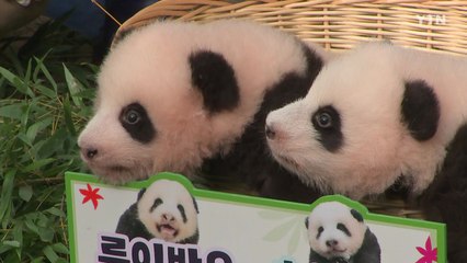 '루이바오·후이바오'...국내 첫 쌍둥이 판다 이름 확정 / YTN
