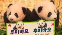 Le gemelline di panda Rui Bao e Hui Bao fanno impazzire la Corea