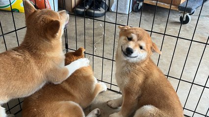 Couple Adopt Shiba After She Couldn't Stop Smiling At Them When They Visited Breeder | Happily TV