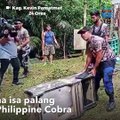 Cobra, nakuha sa loob ng lumang karaoke | GMA Integrated Newsfeed