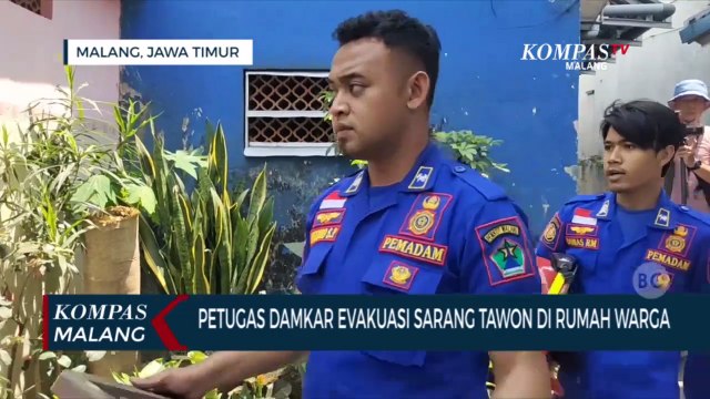 Petugas Damkar Kota Malang Evakuasi Sarang Tawon di Rumah Warga