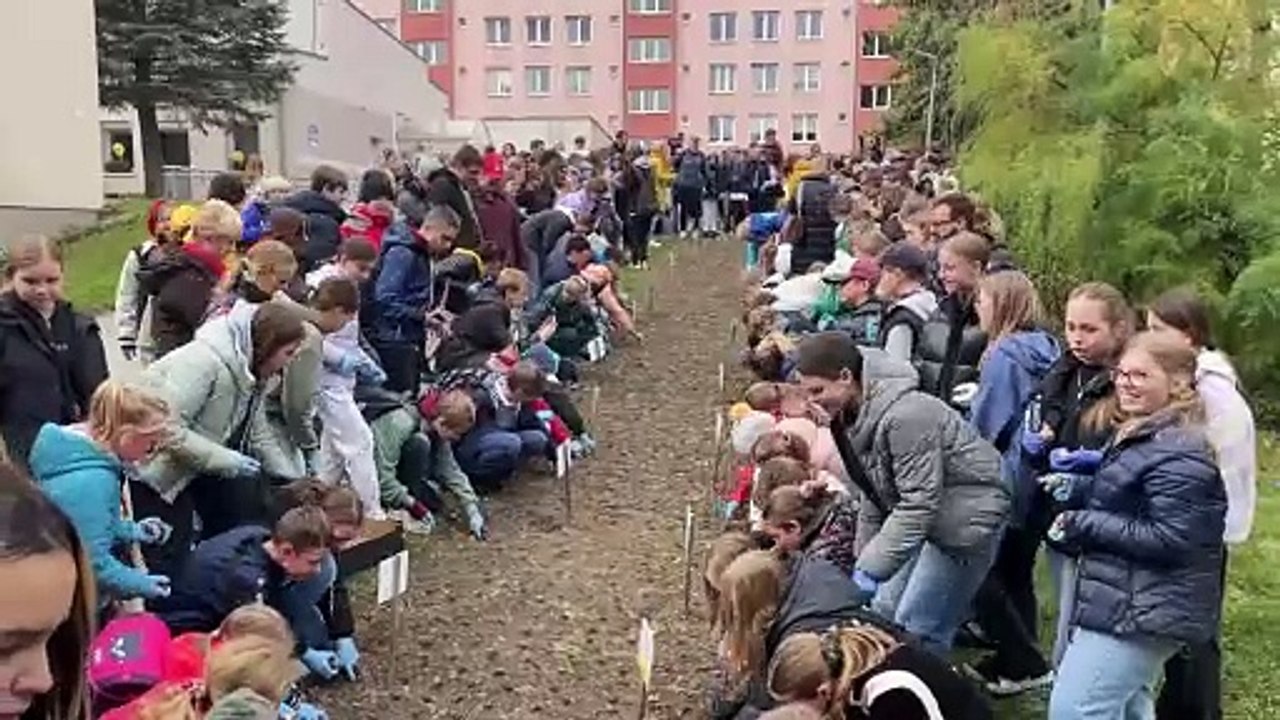 20231017_Krajewski_Żonkile pod hospicjum(1)