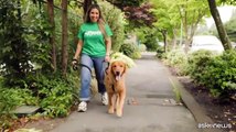 Gli animali domestici e il servizio di pet-sitter 