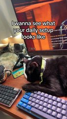 La configuration quotidienne de l'ordinateur comprend de nombreux chats